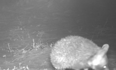 Paraechinus aethiopicus