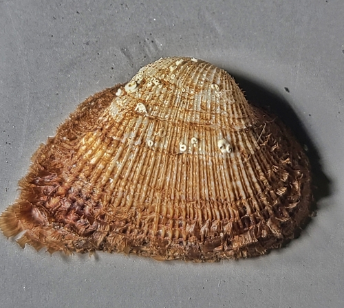 Fugleria illota observed 2023-11-09