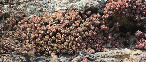 Graptopetalum pachyphyllum