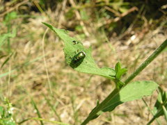 Cryptocephalus sericeus