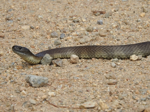 Tiger Snake sighting