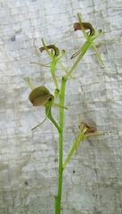 Liparis campylostalix