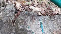 Sphenomorphus dussumieri