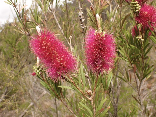 Callistemon forresterae