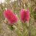 Melaleuca × forresterae - Photo (c) johneichler, some rights reserved (CC BY-NC), uploaded by johneichler
