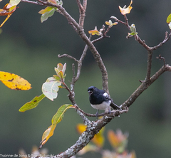 Melaniparus albiventris