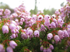 Erica curvirostris