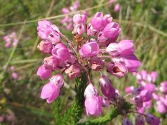 Erica cubica
