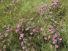 Erica cubica