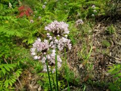 Allium splendens