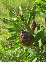 Protea caffra caffra × simplex