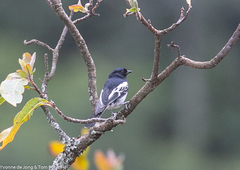 Melaniparus albiventris
