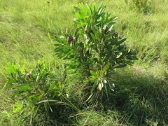 Protea caffra caffra × simplex