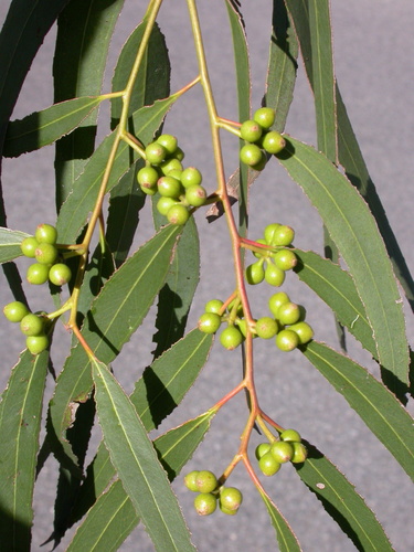 Eucalyptus argophloia