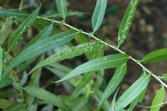 Aculus