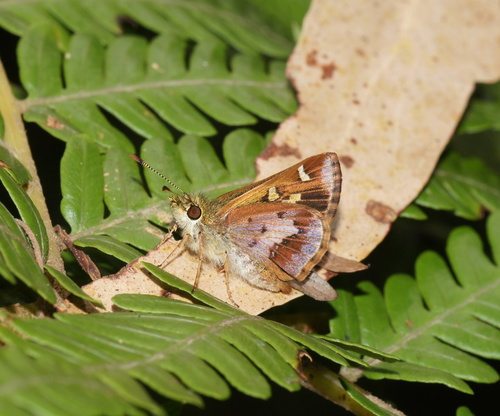 Barred Skipper