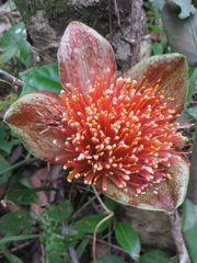 Scadoxus membranaceus