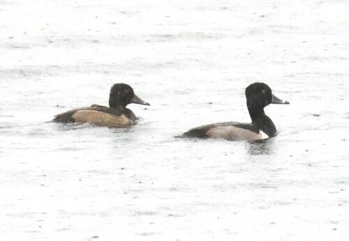 iNaturalist observation 2023-11-10