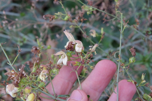 Image of Keckiella breviflora by (c) Eric Knight, some rights reserved (CC BY)