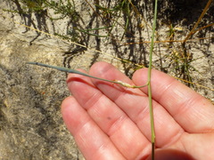 Lebeckia pauciflora
