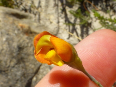 Lebeckia pauciflora