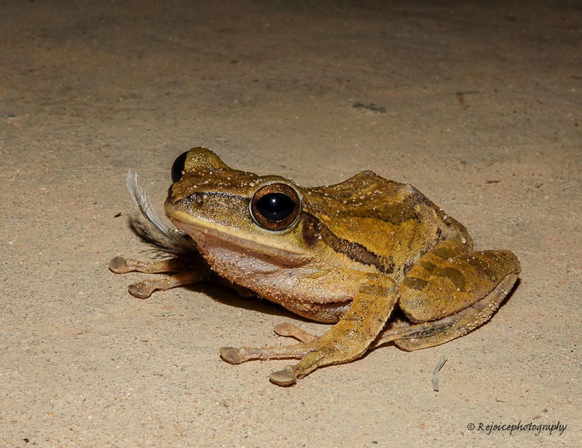 Common Tree Frog