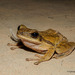 Six-lined Tree Frog - Photo (c) Rejoice Gassah, some rights reserved (CC BY), uploaded by Rejoice Gassah