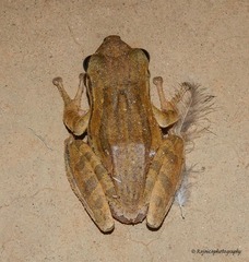 Polypedates teraiensis