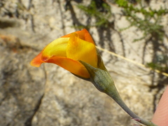 Lebeckia pauciflora