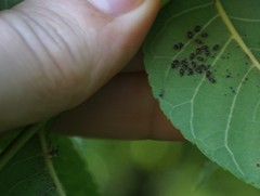 Corythucha juglandis