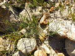 Lebeckia pauciflora