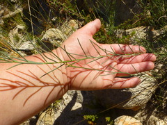 Lebeckia pauciflora