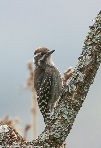 Brown-backed Woodpecker