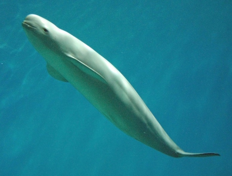 Finless Porpoise