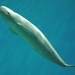 Indo-Pacific Finless Porpoise - Photo (c) Cipher01, some rights reserved (CC BY-SA)