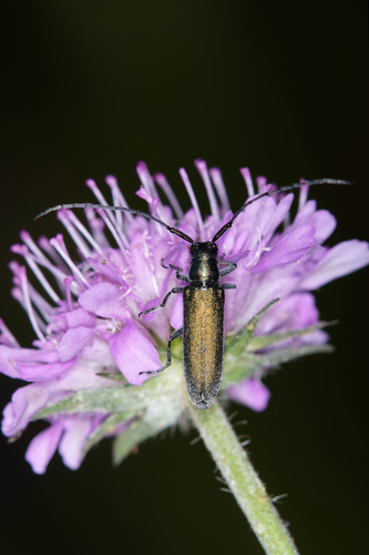 Buožaininis stagarinukas nuotrauka