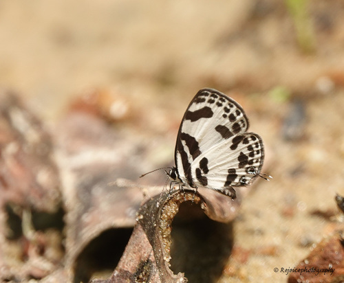 Banded Blue Pierrot photo 3