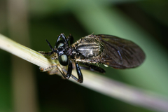 Dioctria