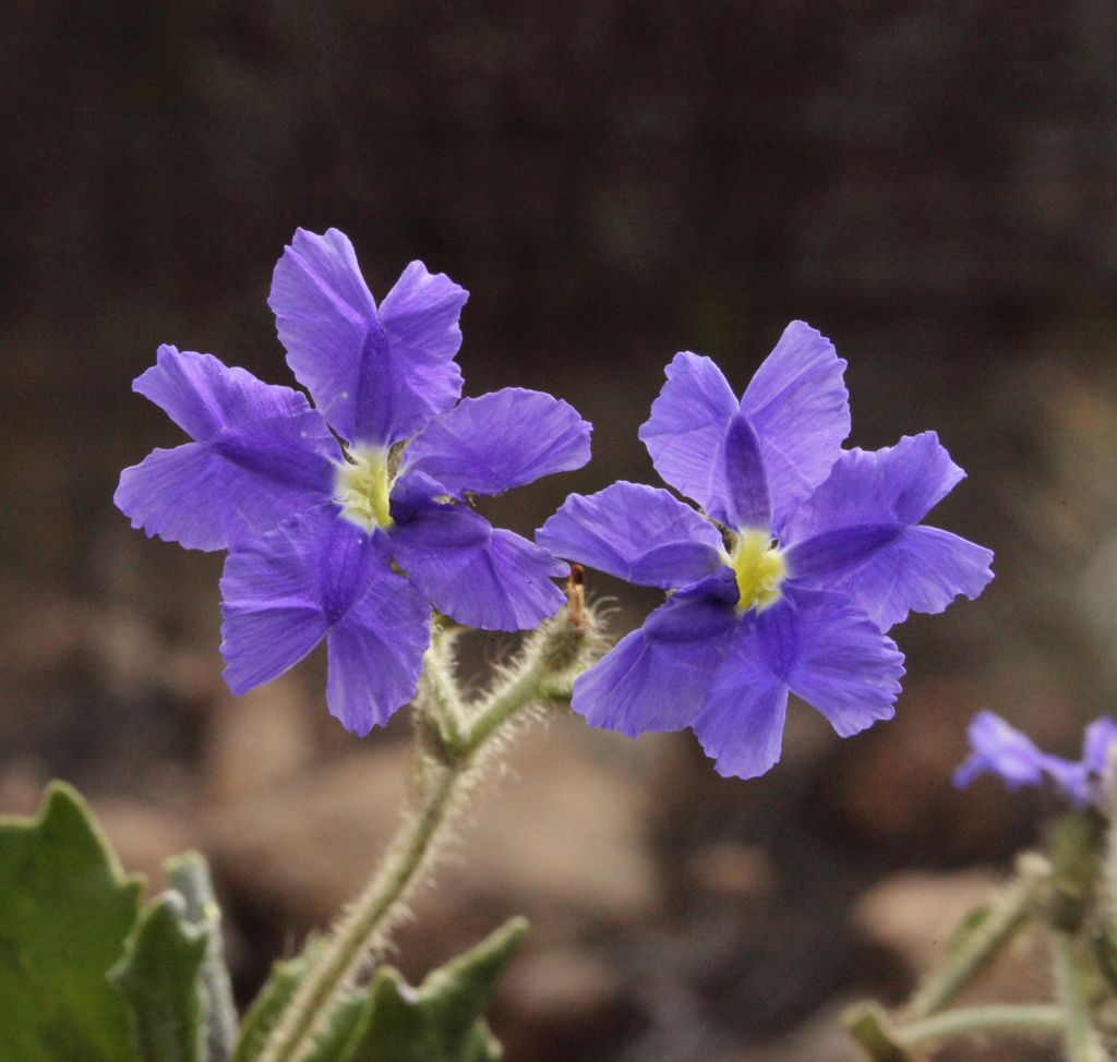 Dampiera haematotricha