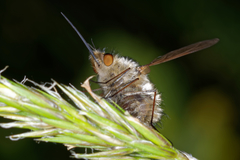 Bombylius major