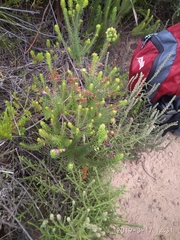 Erica abietina constantiana