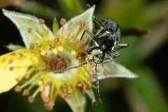 Malachius australis