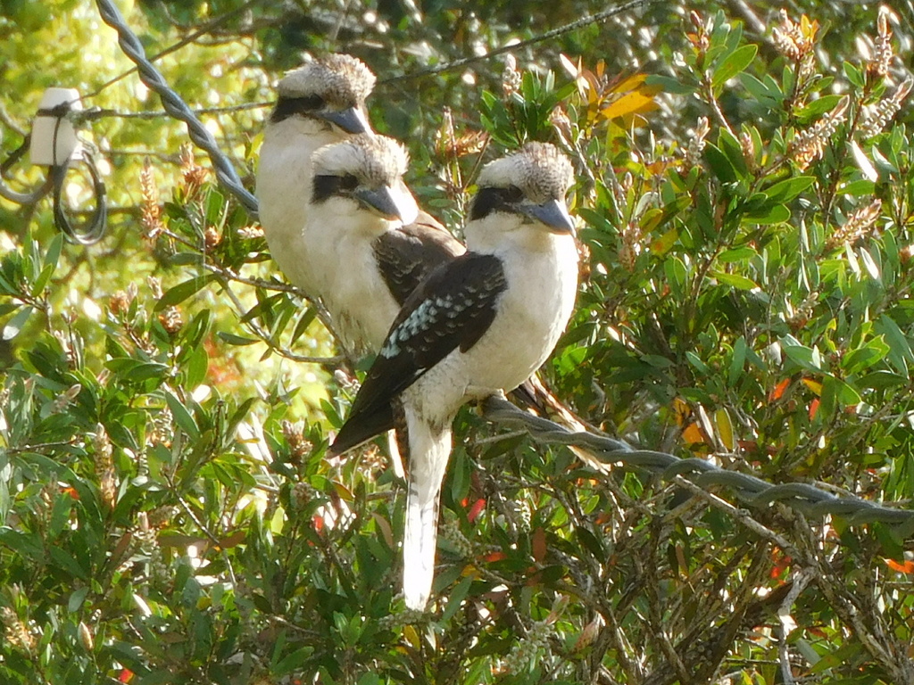 Laughing Kookaburra from Central Coast NSW, Australia on September 26 ...