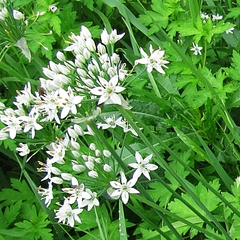 Allium ramosum