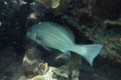 Plectorhinchus caeruleonothus