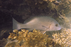 Plectorhinchus caeruleonothus