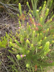 Erica abietina constantiana