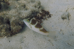 Canthigaster cyanospilota