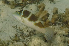 Canthigaster cyanospilota