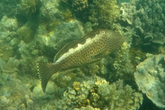 Epinephelus bilobatus